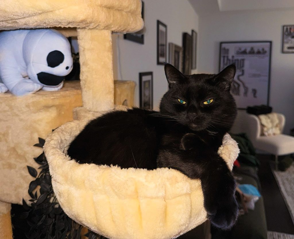 Influencer Louisa Khovanski spent £22,000 to save her rescue cat Morty after vets warned he might not survive - now dubbed a miracle cat after a dramatic recovery from the brink.