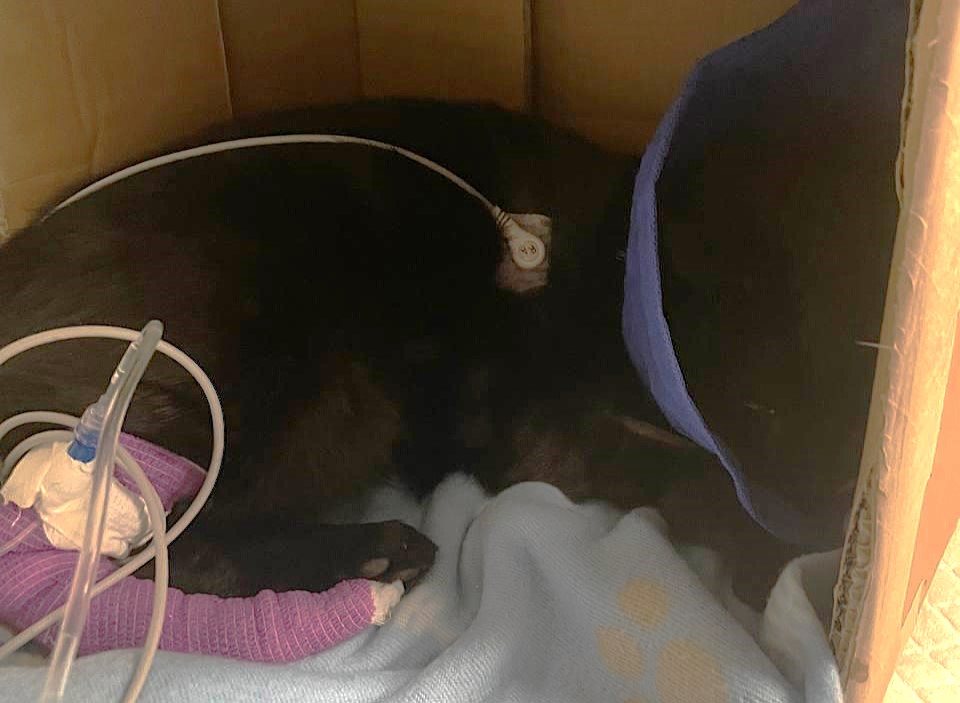 Influencer Louisa Khovanski spent £22,000 to save her rescue cat Morty after vets warned he might not survive - now dubbed a miracle cat after a dramatic recovery from the brink.