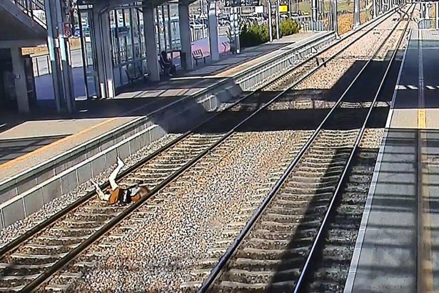 A woman fell face-first onto train tracks in Poland after being distracted on her phone, prompting the railway operator to release footage as a stark safety warning.