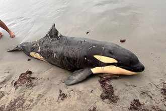 A young orca covered in deep lacerations washed up on a Colombian beach, shocking tourists, with experts concluding the juvenile killer whale likely died following a shark attack.