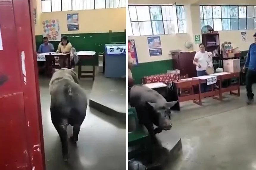 A pig wandered into a polling station during Peru's general election and caused chaos. The hilarious clip shows officials trying to shoo it away as voters cracked up laughing.