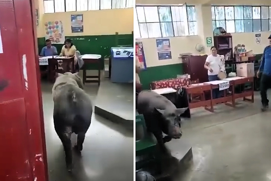 A pig wandered into a polling station during Peru's general election and caused chaos. The hilarious clip shows officials trying to shoo it away as voters cracked up laughing.