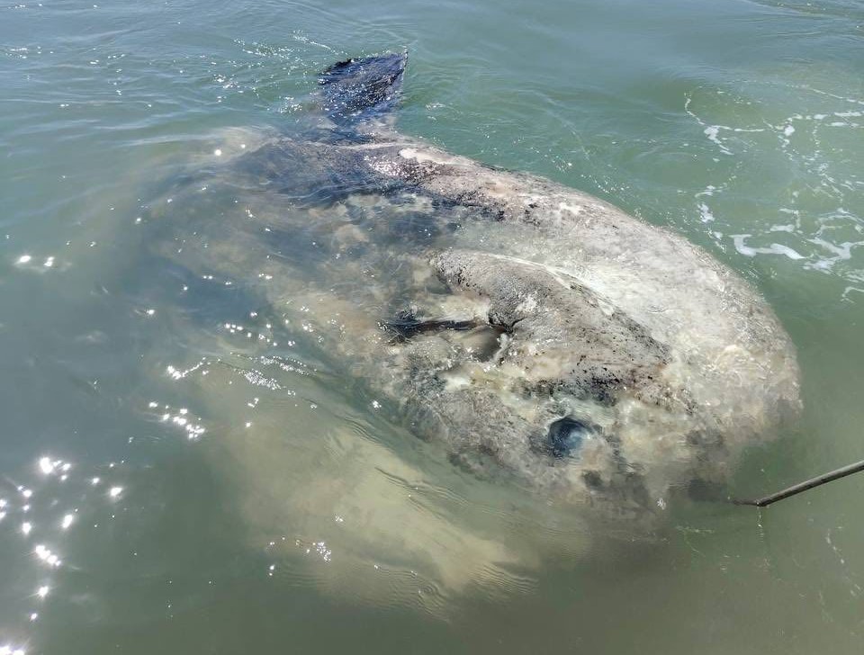A massive sunfish weighing over a tonne was found blocking a busy Venice canal. Firefighters used a crane to remove the giant fish in a complex hours-long rescue operation.