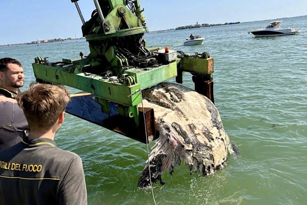 A massive sunfish weighing over a tonne was found blocking a busy Venice canal. Firefighters used a crane to remove the giant fish in a complex hours-long rescue operation.