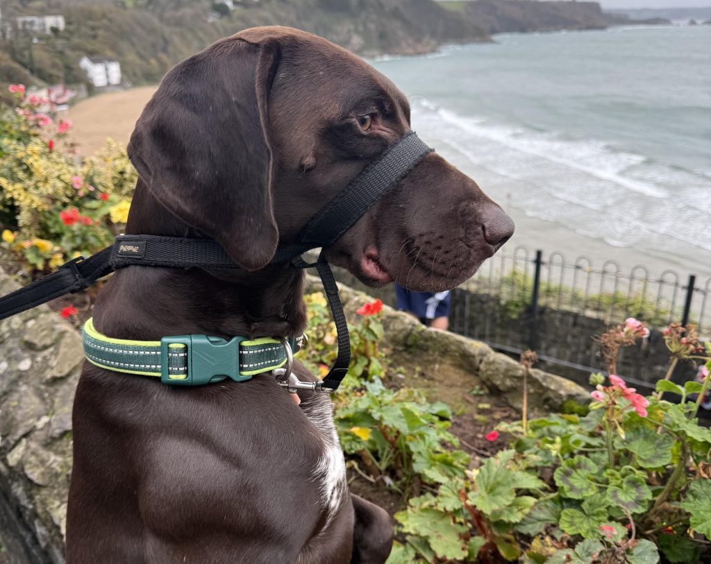 A couple returned from holiday to discover their trusted petsitter had been kicking and screaming at their dogs, with security footage prompting an RSPCA prosecution and animal ban.