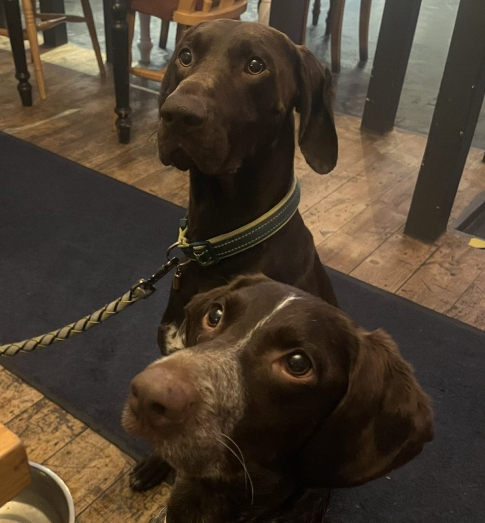 A couple returned from holiday to discover their trusted petsitter had been kicking and screaming at their dogs, with security footage prompting an RSPCA prosecution and animal ban.