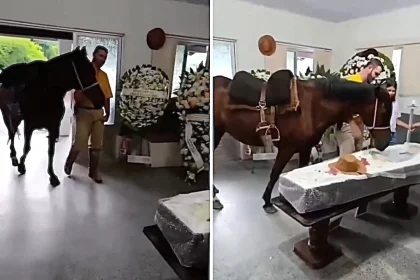 A horse was caught on camera letting out a heartbreaking whinny and nudging her owner's body at his wake - after his daughter brought her along to say her final goodbye.