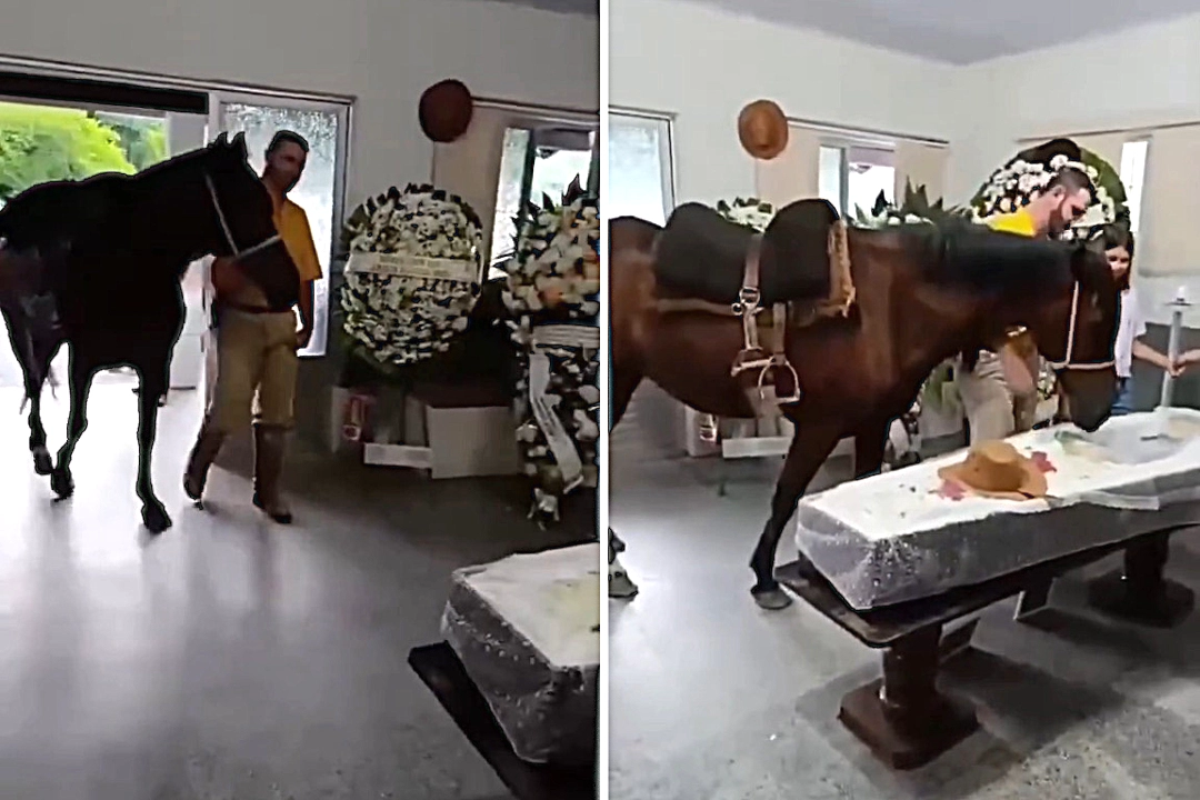 A horse was caught on camera letting out a heartbreaking whinny and nudging her owner's body at his wake - after his daughter brought her along to say her final goodbye.