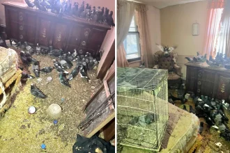 Nearly 400 pigeons along with cats, rats and mice rescued from a house of horrors in Pennsylvania - rescue director calls it the worst case of animal abuse she has ever seen.