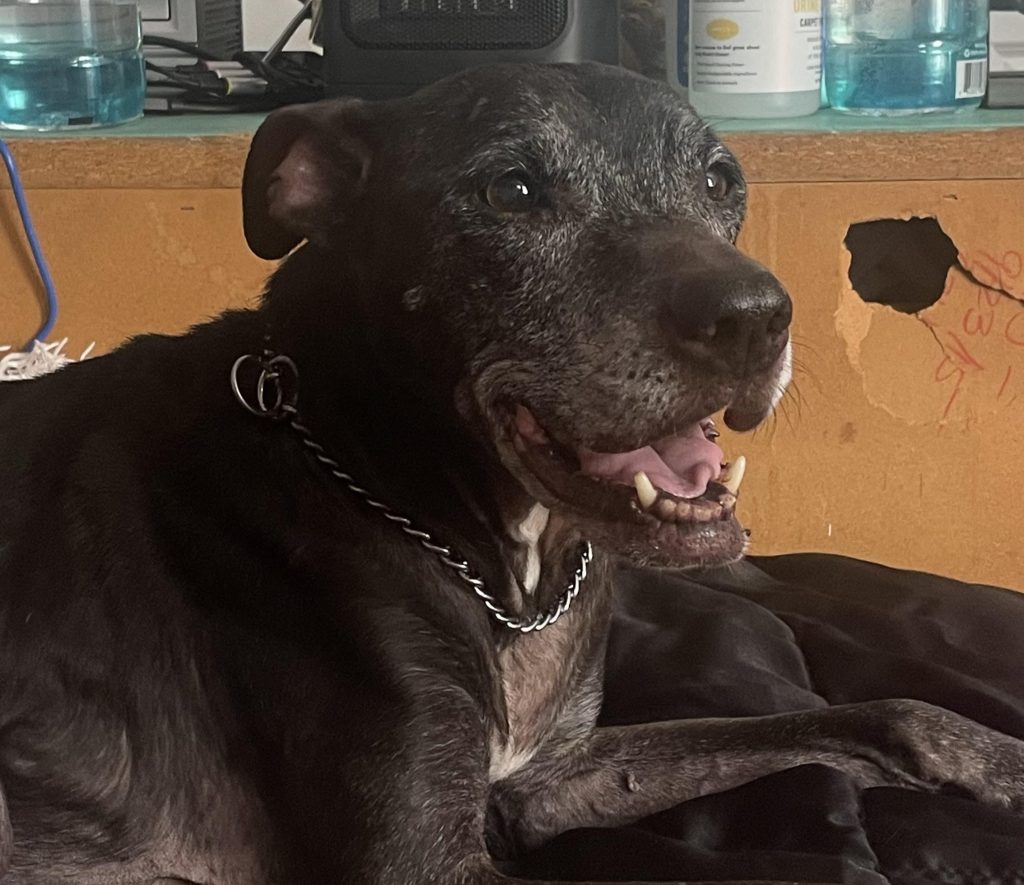 Content creator reveals she paid £2,600 to freeze-dry her pet dog after its death - saying it helps her grieve. But the controversial decision has sparked fierce debate online.