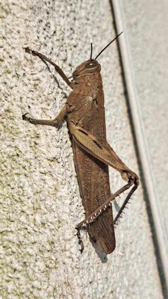 Orcas spark excitement off Cornwall after rare sightings, following unusual wildlife appearances, as changing seas bring more exotic species to UK waters.