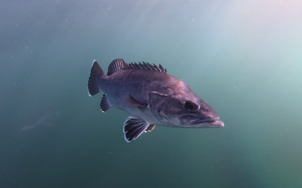 Orcas spark excitement off Cornwall after rare sightings, following unusual wildlife appearances, as changing seas bring more exotic species to UK waters.