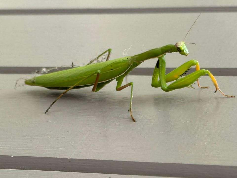 Orcas spark excitement off Cornwall after rare sightings, following unusual wildlife appearances, as changing seas bring more exotic species to UK waters.