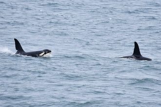 Orcas spark excitement off Cornwall after rare sightings, following unusual wildlife appearances, as changing seas bring more exotic species to UK waters.