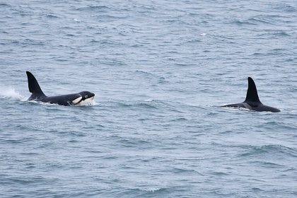 Orcas spark excitement off Cornwall after rare sightings, following unusual wildlife appearances, as changing seas bring more exotic species to UK waters.
