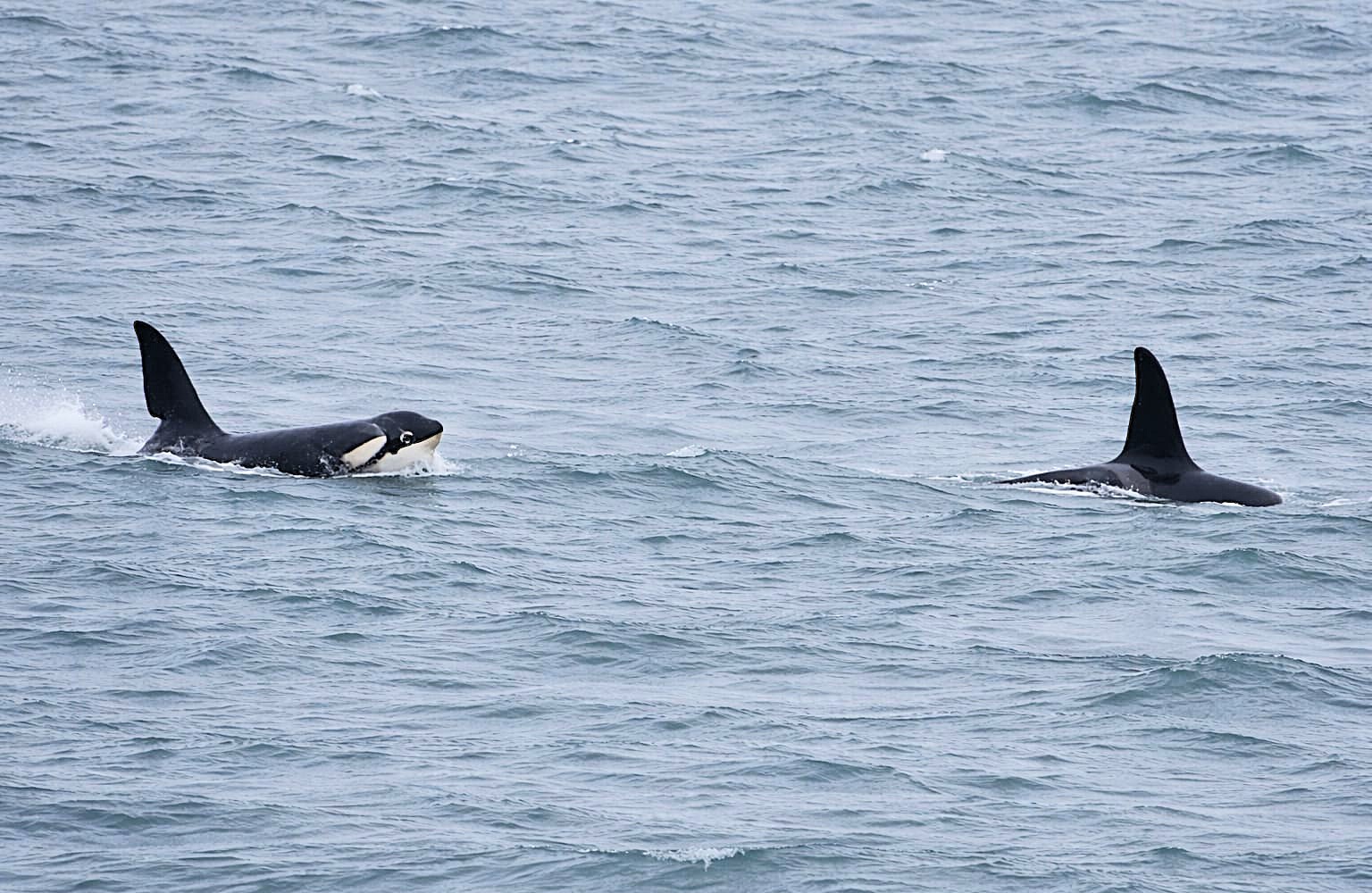 Orcas spark excitement off Cornwall after rare sightings, following unusual wildlife appearances, as changing seas bring more exotic species to UK waters.