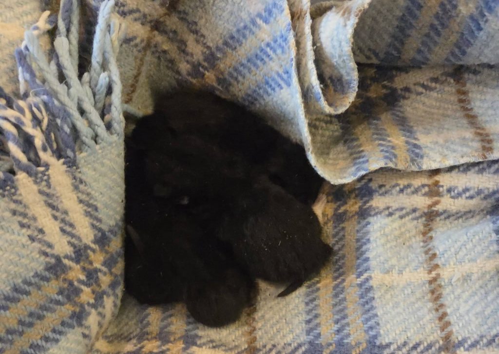 Five newborn kittens were found in a crusher on a landfill site just before it was switched back on. Workers spotted the tiny cats whose eyes had not yet opened and saved them.
