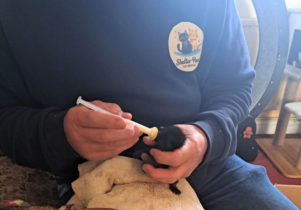 Five newborn kittens were found in a crusher on a landfill site just before it was switched back on. Workers spotted the tiny cats whose eyes had not yet opened and saved them.