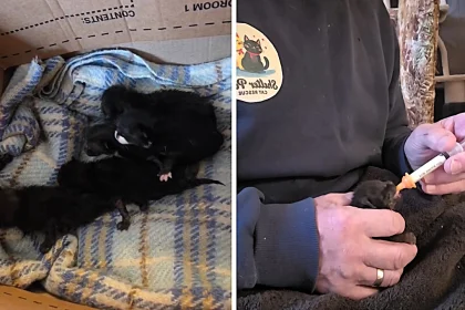 Five newborn kittens were found in a crusher on a landfill site just before it was switched back on. Workers spotted the tiny cats whose eyes had not yet opened and saved them.