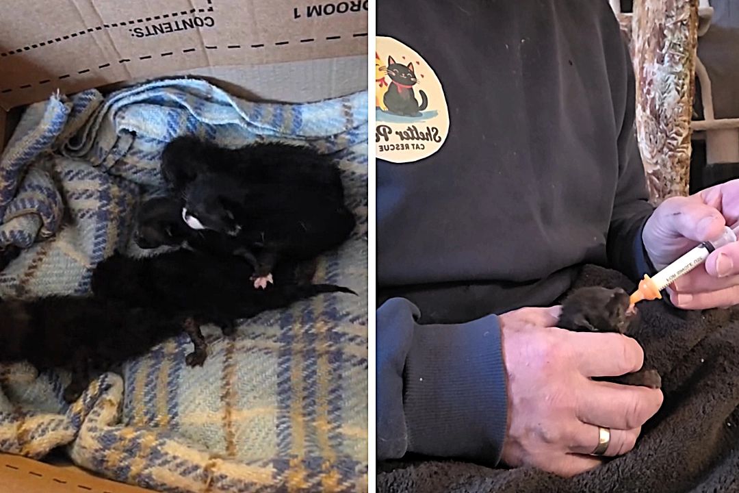 Five newborn kittens were found in a crusher on a landfill site just before it was switched back on. Workers spotted the tiny cats whose eyes had not yet opened and saved them.