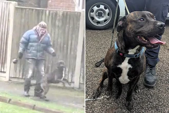 A man who kicked his dog in the face and called it an "accidental leg movement" has been handed a 10-year ban from keeping dogs following an RSPCA prosecution.