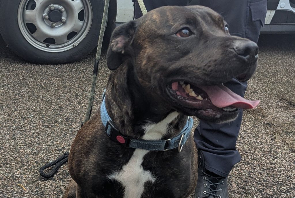 A man who kicked his dog in the face and called it an "accidental leg movement" has been handed a 10-year ban from keeping dogs following an RSPCA prosecution.