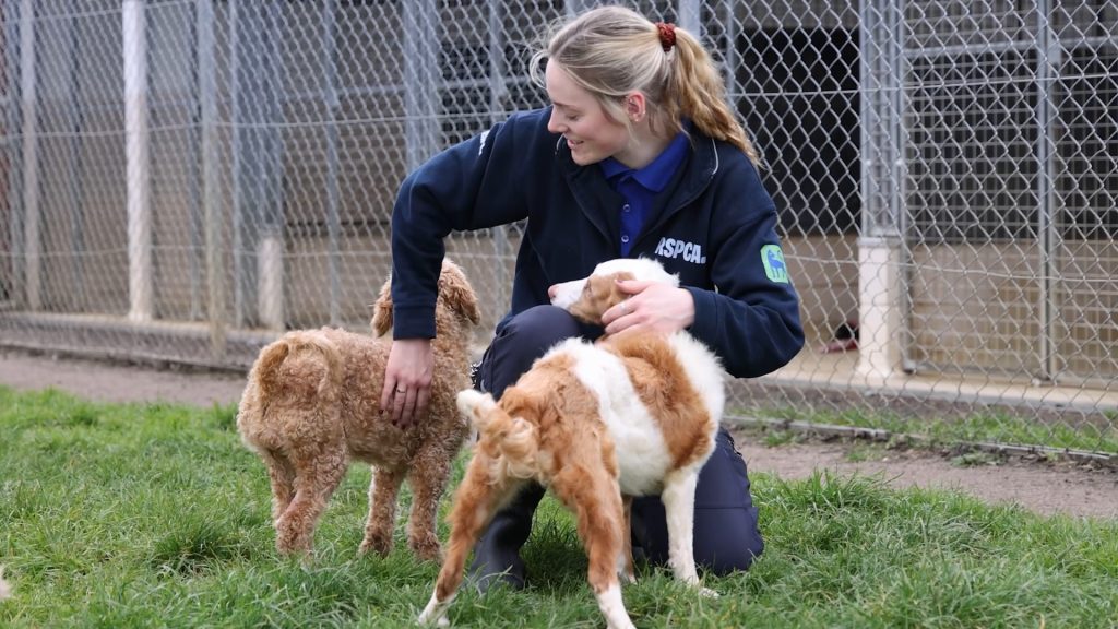 Over 250 poodle-cross dogs were found crammed into one home after a family lost control of breeding, leaving the RSPCA and Dogs Trust scrambling to rehome the animals.