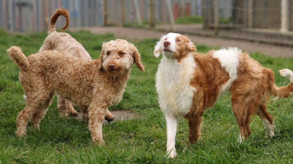 Over 250 poodle-cross dogs were found crammed into one home after a family lost control of breeding, leaving the RSPCA and Dogs Trust scrambling to rehome the animals.