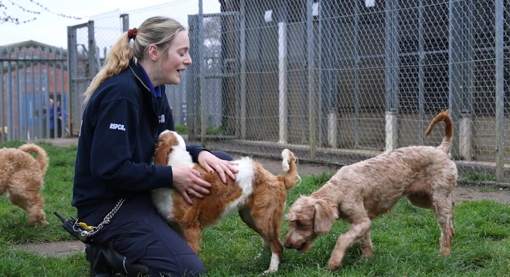 Over 250 poodle-cross dogs were found crammed into one home after a family lost control of breeding, leaving the RSPCA and Dogs Trust scrambling to rehome the animals.