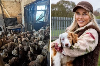Over 250 poodle-cross dogs were found crammed into one home after a family lost control of breeding, leaving the RSPCA and Dogs Trust scrambling to rehome the animals.