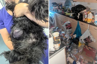 Dog Blossom had to be put down after owner let tumour grow from grape-sized to trailing the floor - Kelly-Ann Frampton banned from keeping animals for five years in Newcastle.