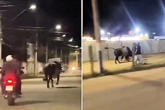 A rodeo bull broke free and charged through a Brazilian town, knocking a 21-year-old nursing student to the ground before being caught 7km away by six men.
