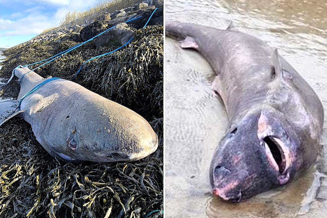 A rare 150-year-old Greenland shark, one of Earth's longest-living creatures capable of surviving 500 years, washed up on an Irish beach, stunning locals and baffling experts.