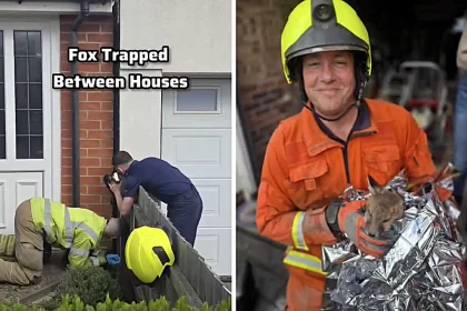 Rescuers break through garage wall to save three trapped fox cubs in Leicester - one needed oxygen therapy via a specialist small animal mask before being handed to the RSPCA.
