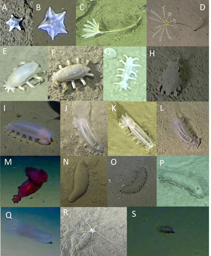Scientists found a bizarre ghostly creature nearly six miles deep in a trench off Japan that cannot be classified as any known species. It was filmed at a record-breaking depth.