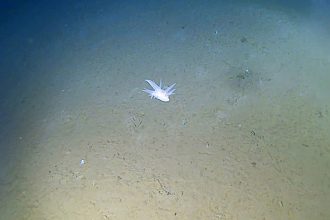 Scientists found a bizarre ghostly creature nearly six miles deep in a trench off Japan that cannot be classified as any known species. It was filmed at a record-breaking depth.