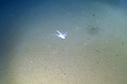 Scientists found a bizarre ghostly creature nearly six miles deep in a trench off Japan that cannot be classified as any known species. It was filmed at a record-breaking depth.
