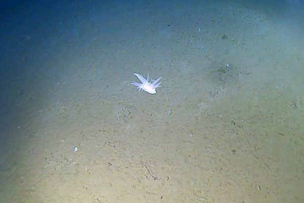 Scientists found a bizarre ghostly creature nearly six miles deep in a trench off Japan that cannot be classified as any known species. It was filmed at a record-breaking depth.