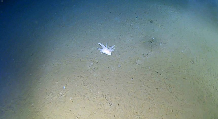 Scientists found a bizarre ghostly creature nearly six miles deep in a trench off Japan that cannot be classified as any known species. It was filmed at a record-breaking depth.