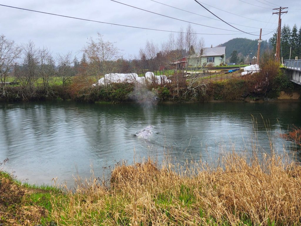 A juvenile gray whale that stunned residents by swimming 20 miles inland was later found dead, as officials investigated a worrying rise in whale deaths in Washington.