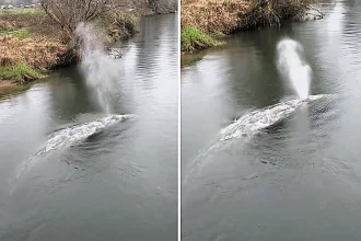 A juvenile gray whale that stunned residents by swimming 20 miles inland was later found dead, as officials investigated a worrying rise in whale deaths in Washington.