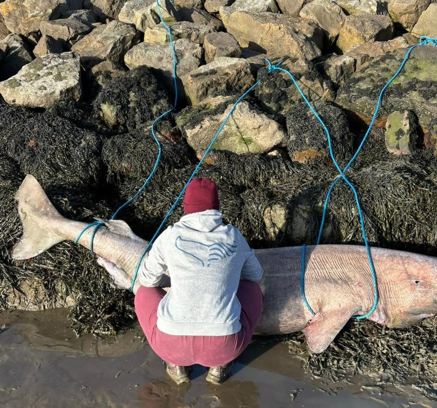 A rare 150-year-old Greenland shark, one of Earth's longest-living creatures capable of surviving 500 years, washed up on an Irish beach, stunning locals and baffling experts.