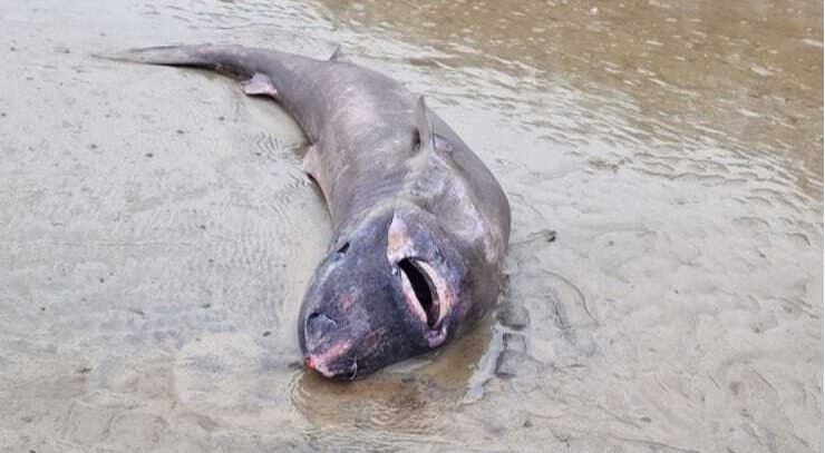 A rare 150-year-old Greenland shark, one of Earth's longest-living creatures capable of surviving 500 years, washed up on an Irish beach, stunning locals and baffling experts.