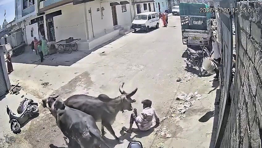 Stray bull attacks moped rider in terrifying street assault in Veraval, India - victim dragged along ground and hospitalised with severe injuries to head, chest and limbs.