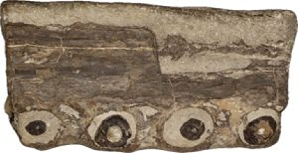 A tourist searching for fossils on the Jurassic Coast accidentally discovered a 200-million-year-old jawbone from one of the world's rarest ancient sea crocodile species.