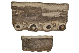 A tourist searching for fossils on the Jurassic Coast accidentally discovered a 200-million-year-old jawbone from one of the world's rarest ancient sea crocodile species.