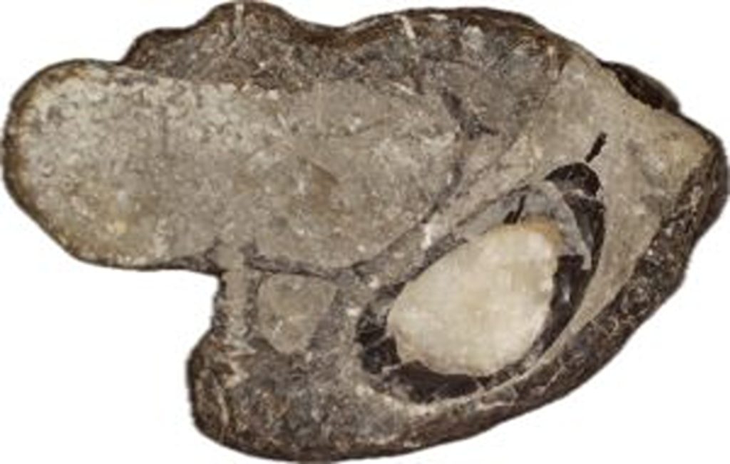 A tourist searching for fossils on the Jurassic Coast accidentally discovered a 200-million-year-old jawbone from one of the world's rarest ancient sea crocodile species.