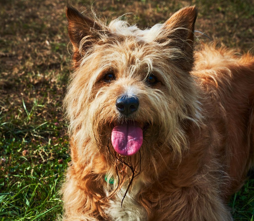 Vets are warning pet owners after research found a quarter admit giving animals human medicines like paracetamol, with nearly a third doing so after following AI advice online.