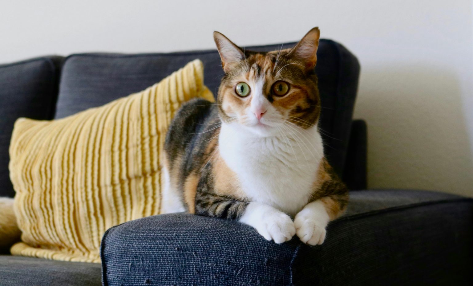 Vets are warning pet owners after research found a quarter admit giving animals human medicines like paracetamol, with nearly a third doing so after following AI advice online.