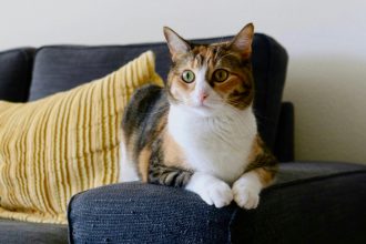 Vets are warning pet owners after research found a quarter admit giving animals human medicines like paracetamol, with nearly a third doing so after following AI advice online.